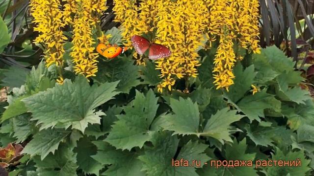 Бузульник узкоголовчатый Литтл Рокет ? обзор: как сажать, рассада, саженцы бузульника Литтл Рокет