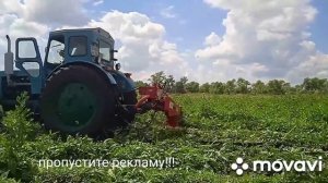Т-40 и косилка Виракс косят бурьян