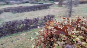 Пузыреплодник  Диоабло стриженная форма, осень, небольшой обзор