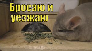 БРОСАЮ ШИНШИЛЛ И УЕЗЖАЮ.mp4