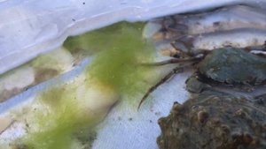 Черноморский Краб И Рапаны