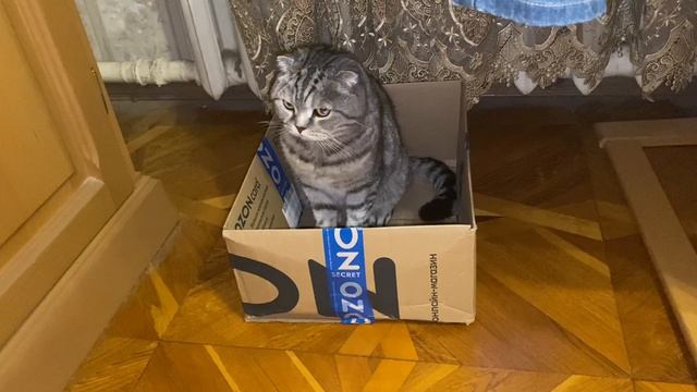 Из жизни котов смотреть онлайн