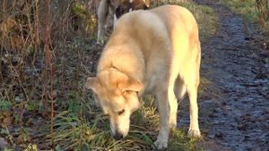 11 Щенок сенбернара 6 месяцев