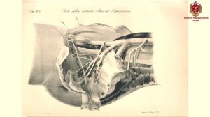 Н.И. Пирогов.
Атлас «Хирургическая анатомия артериальных стволов и фиброзных фасций (1837-1838)»
