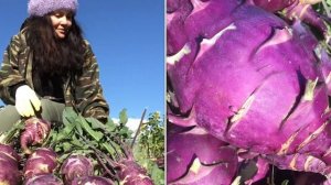 Урожай кольраби / как выращиваю