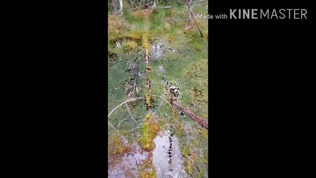 В пятницу решил прогуляться по лесу в поисках грибов. смотреть онлайн