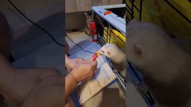 Чем порадовать хорю? Любимое лакомство или как выглядит самая грустная кошка в мире.. #shorts смотреть онлайн