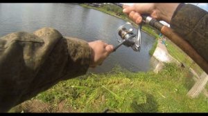 Клев стерляди. Пруд Пионерский. Дневная рыбалка.  Nibble sterlet.