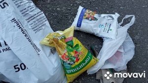 Сажаю фуксии на улицу