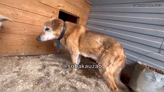 Персик ласковый как кот, преданный как собака но никому ни нужный. Проект Собака Юзао.