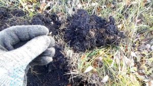 Короткий коп монет в конце осени! Minelab GO-Find 44