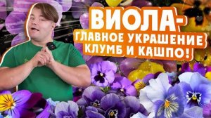 ПОСЕВ ВИОЛЫ