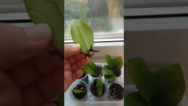 Размножение замиокулькаса фрагментами листа и черенками смотреть онлайн