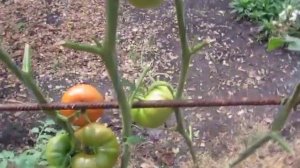 Томат Апельсиновый Щербет Амишей. Надзвичайно красиво і смачно!