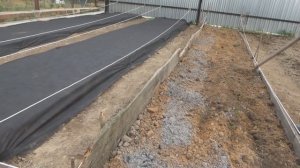 Высадка капусты в открытый грунт на черный спанбонд.  Обработка посадок берестовым дегтем