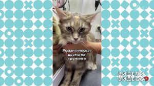 Кот флиртует с кошкой. Видели видео? Фрагмент выпуска от 05.11.2022