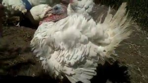 Индюки белые широкогрудые. 4,5 месяца