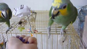 Венесуэльский амазон