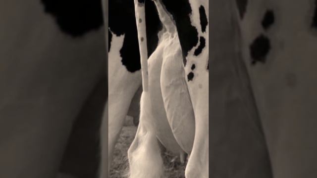 От мастита. смотреть онлайн