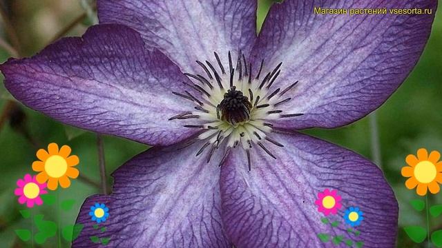 Клематис гибридный Веноза Виолацеа. Краткий обзор, описание характеристик clematis Venosa Violacea смотреть онлайн