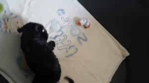 Алиментные щенки 1