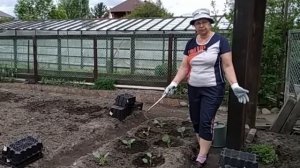 Уход за капустой.  Зачем такие большие лунки? Чем подкормить?