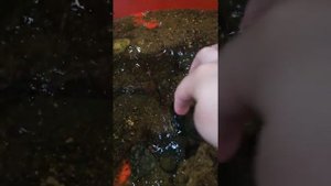 тритон обыкновенный