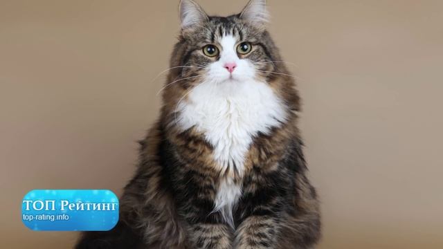 Самые большие кошки смотреть онлайн