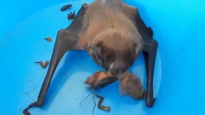 Нашли летучую мышь / кормление мыши