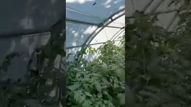Теплица Усиленная Люкс 3х6 м с молочным поликарбонатом