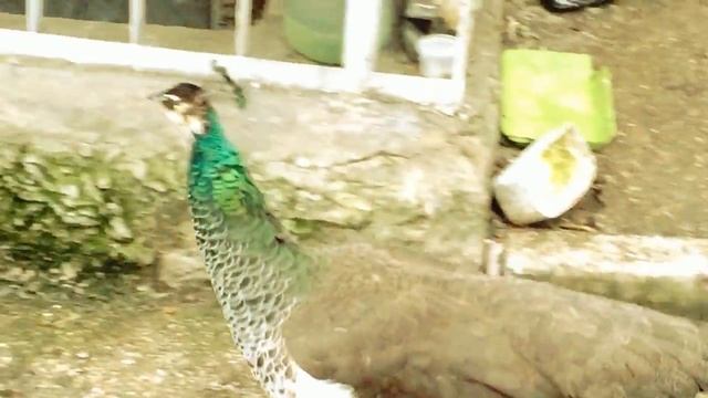 Обитатели нашего двора. Выводок павлинов. смотреть онлайн