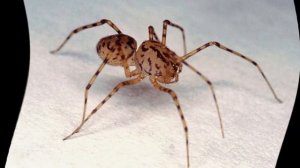 Как избавиться от пауков