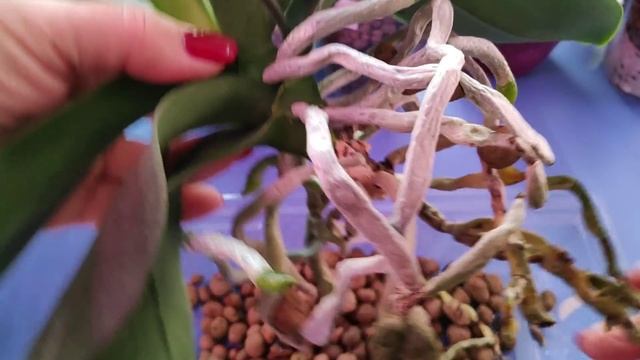 08.03.22.ОРХИДЕЯ Биг лип Aladdin. праздничная пересадка?? смотреть онлайн