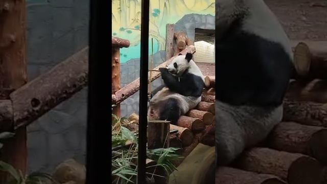 Панда Диндин 🐼🐼🐼