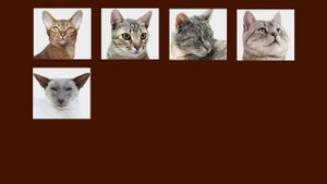 Породы кошек, которые не линяют, мало линяют, сильно линяют.