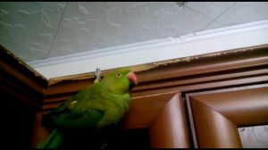 Ожереловый попугай. Пиранья в доме!
