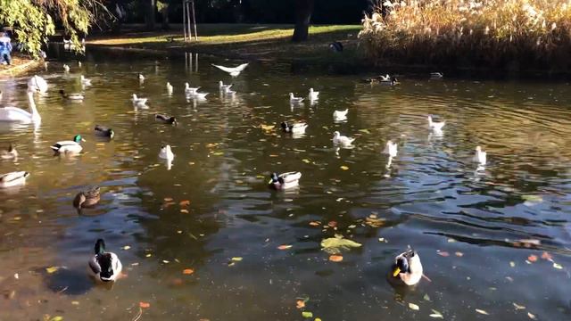 Прогулка 🍀🍀☘️☘️ смотреть онлайн