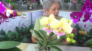 Ответы на ИНТЕРЕСНЫЕ вопросы ИЗ ЖИЗНИ ОРХИДЕЙ, после видео - Закон ... "НЕ НАВРЕДИ".