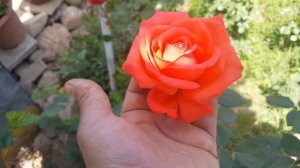 Star 2000 ( PEKcoucan ) /  Paul Pekmez 1990 rosa - rose - rosier