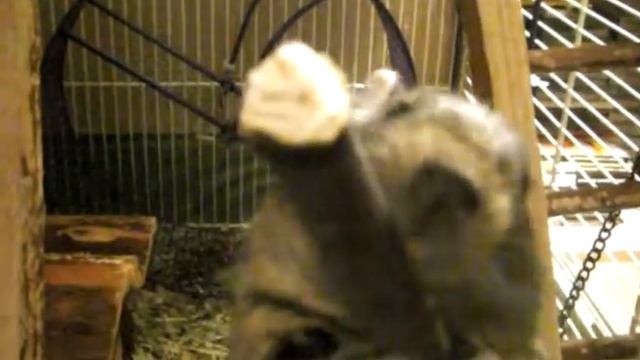 Дегу и яблоневая веточка смотреть онлайн