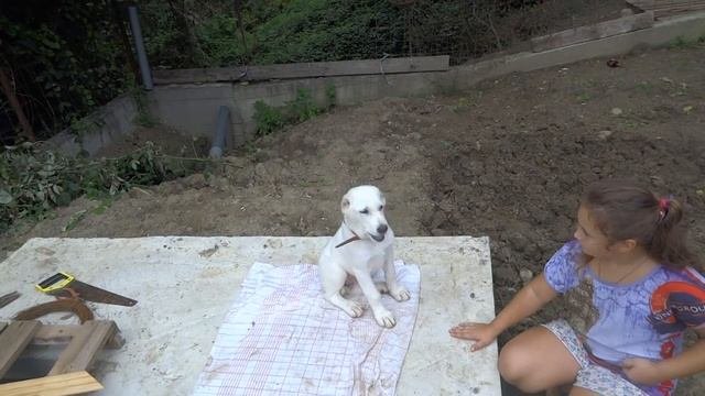 Дрессировка щенка алабая