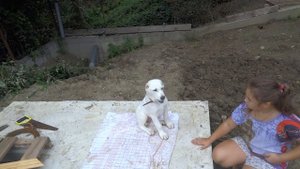 Дрессировка щенка алабая