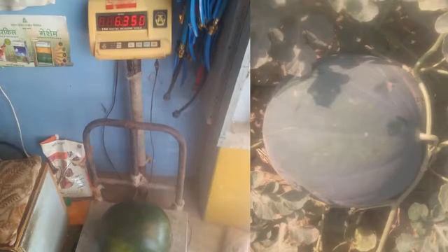 Sakura sugar baby watermelons смотреть онлайн