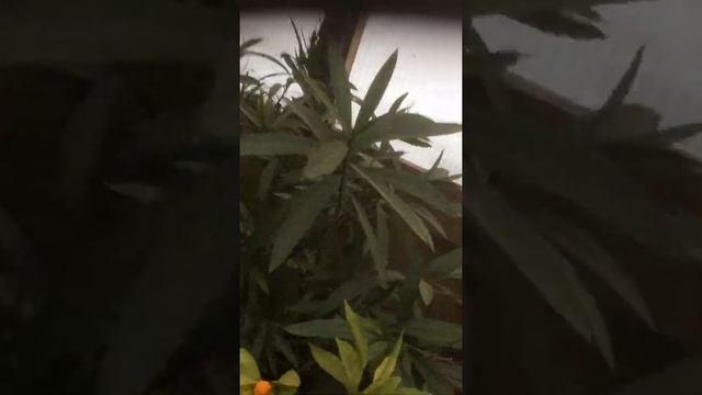 001земляничное дерево---феихоа ------ питоспорум смотреть онлайн