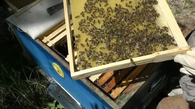 07 07 2019 работы с пойманным поройком. смотреть онлайн