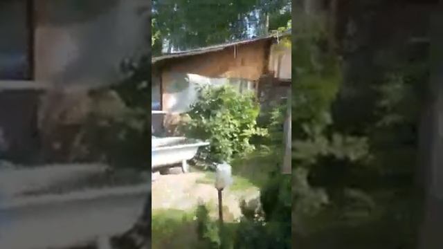 Дикий виноград как декорация на участке!