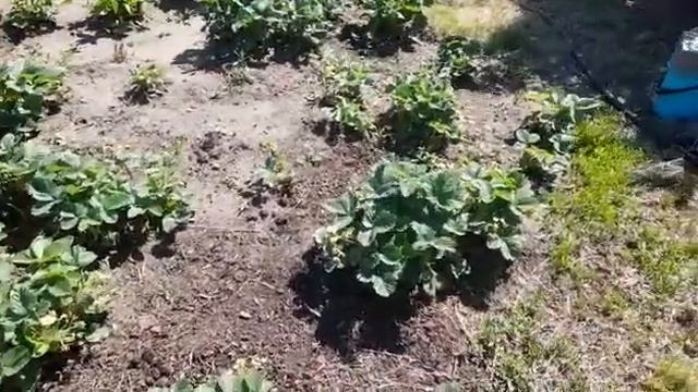 Клубника 4-ех сортов | Как правильно удобрять клубнику | #огород #клубника #удобрение смотреть онлайн