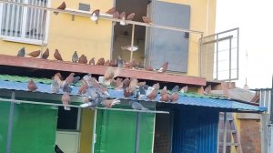НИКОЛАЕВСКИЕ ГОЛУБИ: разговор о голубях.