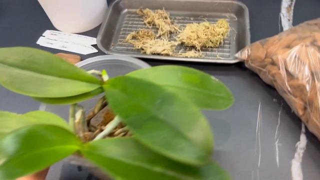 Групповая посадка подростков орхидей 1.7? смотреть онлайн