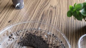 Посадка отростков каланхоэ.